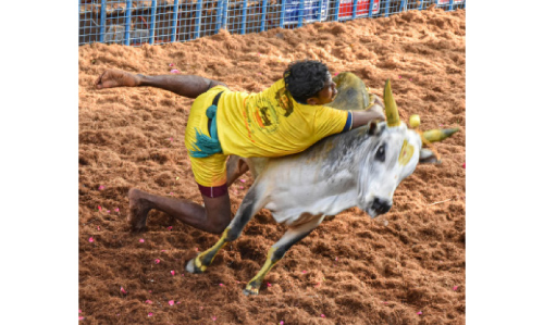 അവനിയാപുരം ജെല്ലിക്കെട്ടിൽ കാളയുടെ കുത്തേറ്റ്​ ഒരു മരണം