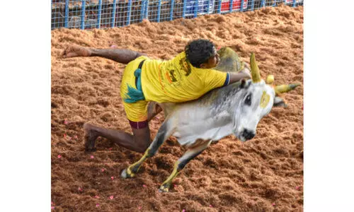 അവനിയാപുരം ജെല്ലിക്കെട്ടിൽ കാളയുടെ കുത്തേറ്റ്​ ഒരു മരണം