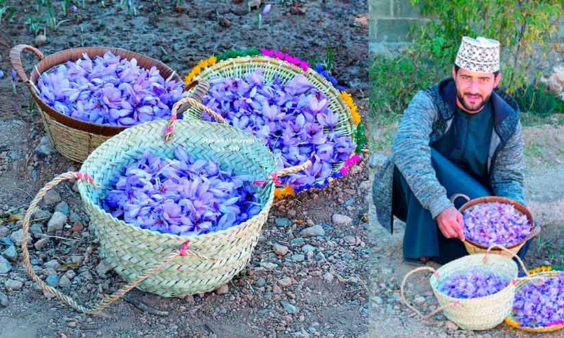 ജബൽ അഖ്ദറിൽ കുങ്കുമം വിളയിച്ച് ഹാതിം വെല്ലുവിളിയായാണ് ഏറ്റെടുത്തത് ജബൽ അഖ്ദറിൽ കുങ്കുമം വിളയിച്ച് ഹാതിം വെല്ലുവിളിയായാണ് ഏറ്റെടുത്തത്