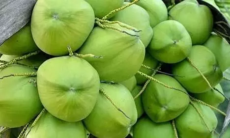 സഹകരണ സംഘങ്ങൾ വഴിയും പച്ചത്തേങ്ങ സംഭരിക്കാൻ നടപടി