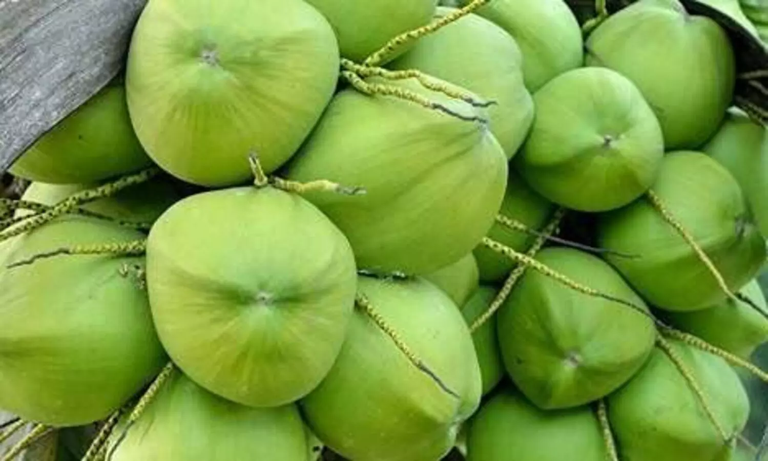 വെട്ടം പഞ്ചായത്തിൽ ജൂൺ ഏഴു മുതൽ  പച്ചത്തേങ്ങ സംഭരിക്കും