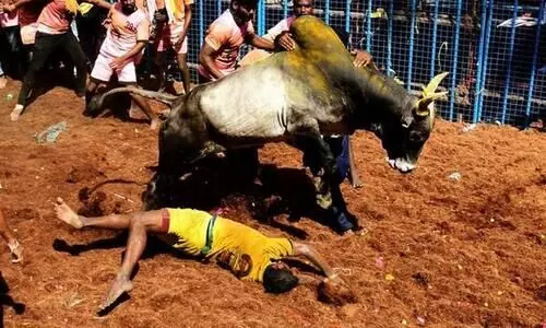 Avaniapuram jallikattu 19 yr old gored to death by bull