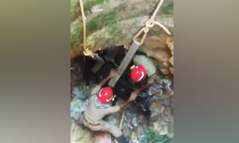 കിണറ്റിൽ വീണ പശുവിനെ രക്ഷപ്പെടുത്തി കിണറ്റിൽ വീണ പശുവിനെ രക്ഷപ്പെടുത്തി