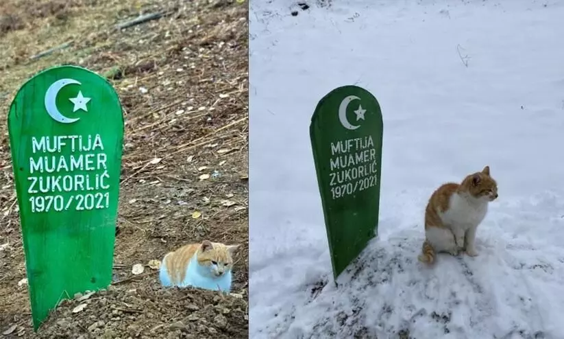 The cat sitting on its deceased owners grave
