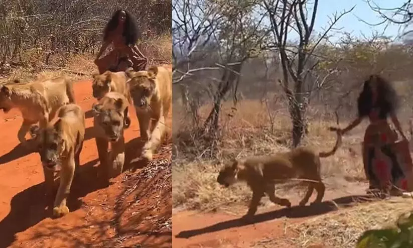 Woman walks with a group of lionesses in jungle Woman walks with a group of lionesses in jungle