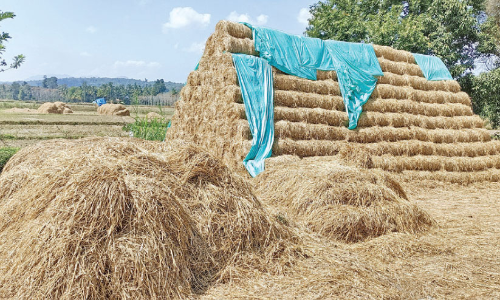 ചേ​കാ​ടി​യി​ലെ വൈ​ക്കോ​ലി​ന്​ ആ​വ​ശ്യ​ക്കാ​രേ​റെ