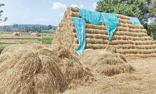 ചേ​കാ​ടി​യി​ലെ വൈ​ക്കോ​ലി​ന്​ ആ​വ​ശ്യ​ക്കാ​രേ​റെ