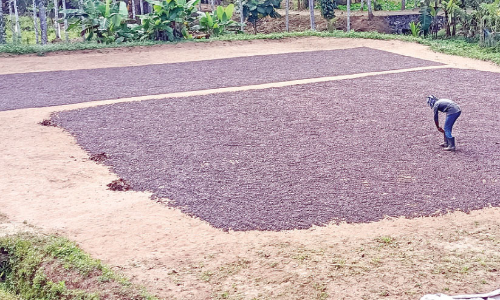 കാ​ർ​ഷി​ക മേ​ഖ​ല​ക്ക്ആ​ശ്വാ​സ​മാ​യി കാ​പ്പി​വി​ല വ​ർ​ധ​ന