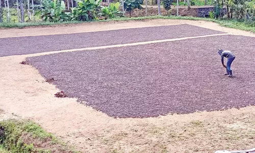 കാ​ർ​ഷി​ക മേ​ഖ​ല​ക്ക്ആ​ശ്വാ​സ​മാ​യി കാ​പ്പി​വി​ല വ​ർ​ധ​ന