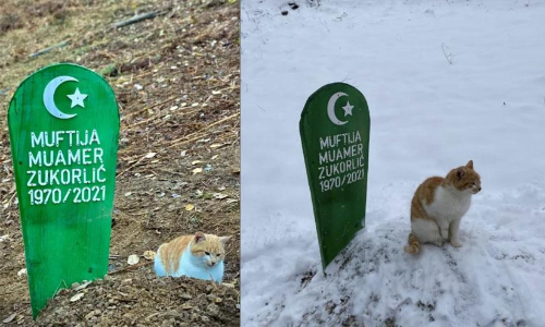 The cat sitting on its deceased owners grave