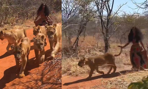 Woman walks with a group of lionesses in jungle