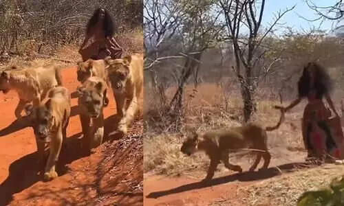 Woman walks with a group of lionesses in jungle