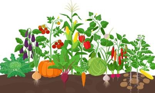 Vegetable garden
