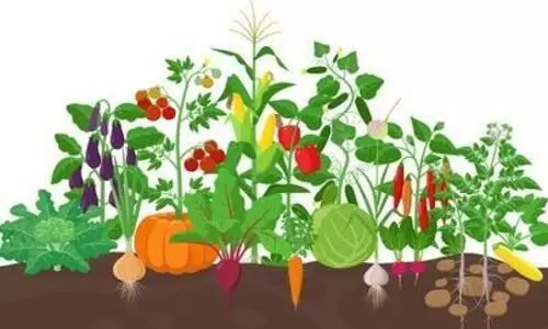 Vegetable garden