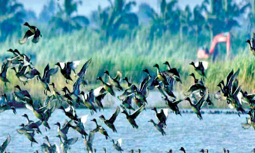 Water bird Survey: 16,634 bird found