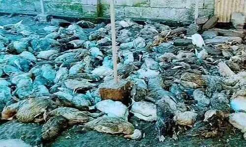 തെരുവുനായ്ക്കൾ  മുന്നൂറോളം താറാവുകളെ കടിച്ചുകൊന്നു