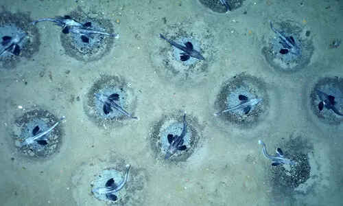 icefish 16122 icefish 16122