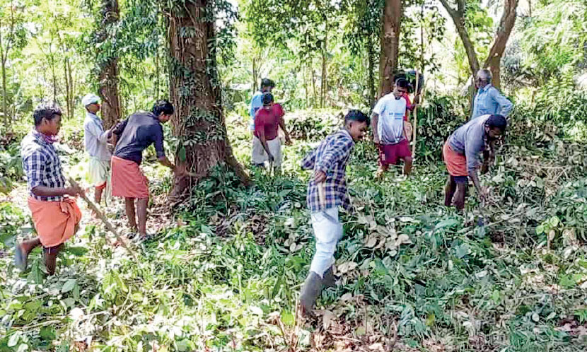 Leopard fear: Locals clear the forest Leopard fear: Locals clear the forest