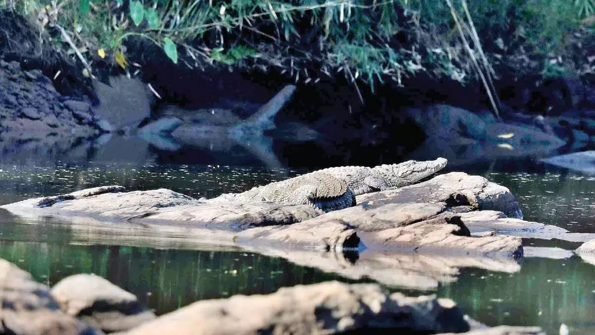 അതിരപ്പിള്ളിയിൽ മുതലകൾ പെരുകുന്നു​; വി​നോ​ദസ​ഞ്ചാ​രികൾക്ക്​ ആ​ശ​ങ്ക