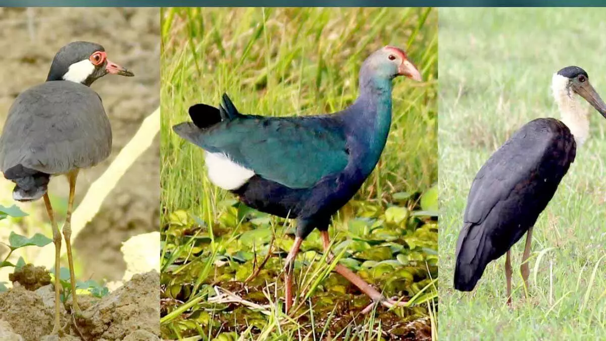 നീര്‍പക്ഷികളുടെ സങ്കേതമായി പഴഞ്ചിറ