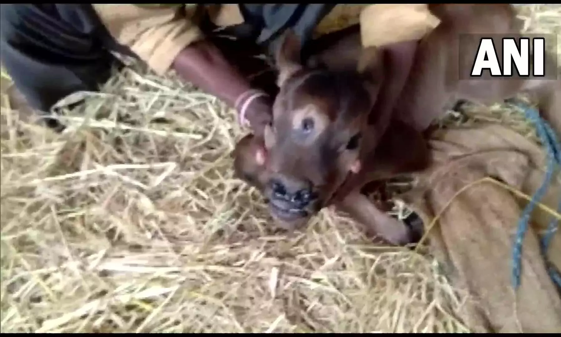 three eyed cow three eyed cow