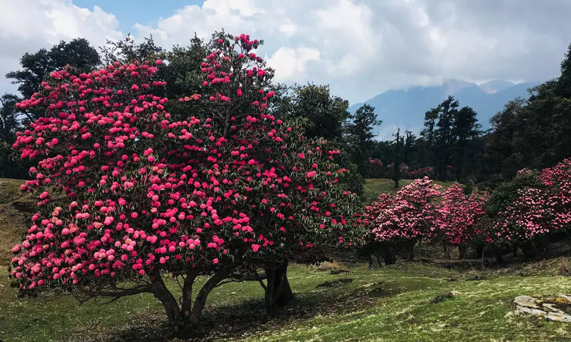 ഹിമാലയൻ ചെടി കോവിഡിന്​ മരുന്നാകുമെന്ന്​ ഗവേഷകർ; ശാ​സ്ത്രീ​യമായ തു​ട​ർ​ഗ​വേ​ഷ​ണം വേണം
