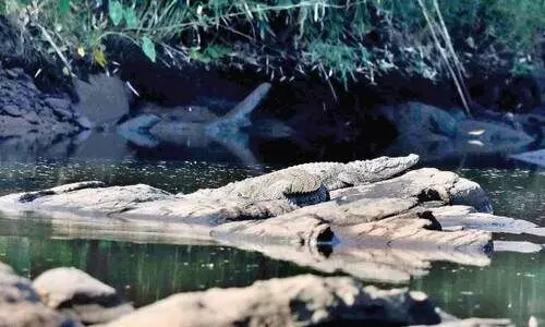 അതിരപ്പിള്ളിയിൽ മുതലകൾ പെരുകുന്നു​; വി​നോ​ദസ​ഞ്ചാ​രികൾക്ക്​ ആ​ശ​ങ്ക