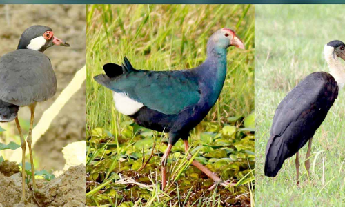 നീര്‍പക്ഷികളുടെ സങ്കേതമായി പഴഞ്ചിറ