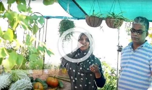 തക്കാളിയും പടവലവും മുതൽ ഉള്ളിയും പാവലും വരെ ; ഒമാനിലെ അടുക്കള കൃഷിത്തോട്ട വിശേഷങ്ങൾ