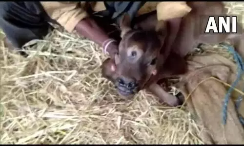 three eyed cow three eyed cow