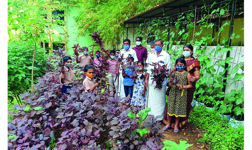 ചീര കൃഷിയുമായി അധ്യാപകർ; കുട്ടികളുടെ ആരോഗ്യം പെർഫക്ട് ഓക്കെ ചീര കൃഷിയുമായി അധ്യാപകർ; കുട്ടികളുടെ ആരോഗ്യം പെർഫക്ട് ഓക്കെ