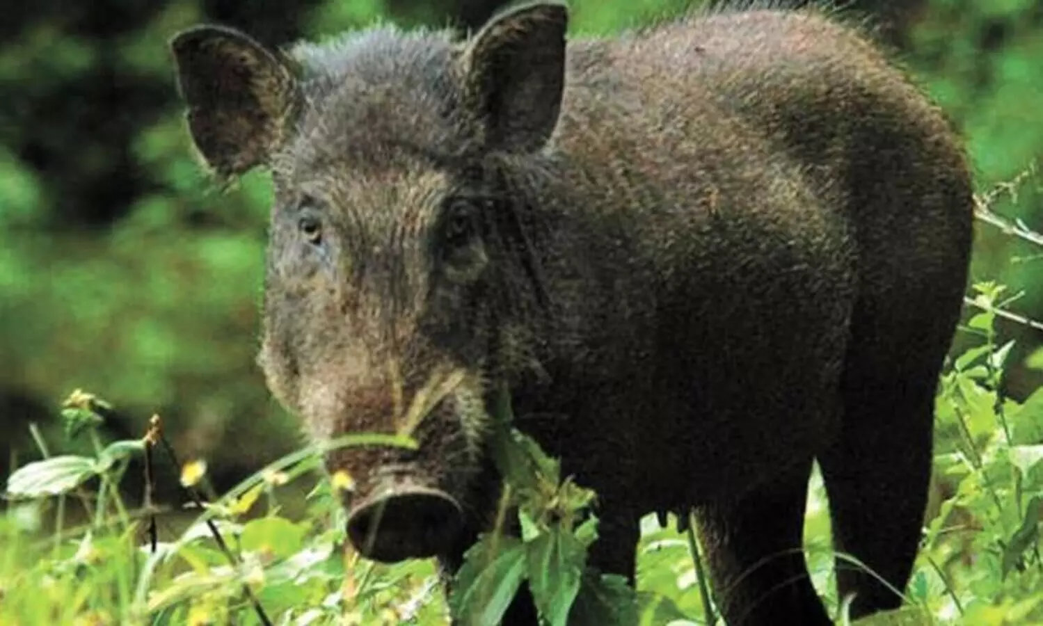 സംസ്ഥാന പാതക്ക്​ കുറുകെ പാഞ്ഞ കാട്ടുപന്നിയിടിച്ച് സ്കൂട്ടര്‍ യാത്രികന്‌ പരിക്ക്