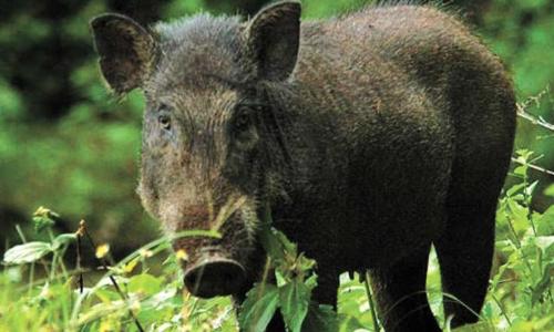 സംസ്ഥാന പാതക്ക്​ കുറുകെ പാഞ്ഞ കാട്ടുപന്നിയിടിച്ച് സ്കൂട്ടര്‍ യാത്രികന്‌ പരിക്ക്