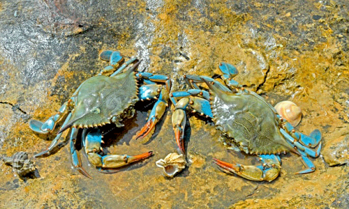 ബ​ഹ്റൈ​നി​ൽ ഞ​ണ്ട്​ പി​ടി​ക്കു​ന്ന​തി​നു​ള്ള നി​രോ​ധ​നം നീ​ക്കി