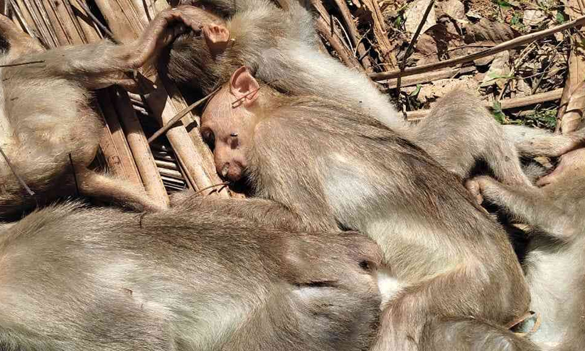 കുടുക്കത്ത് പാറയിൽ കുരങ്ങുകൾ കൂട്ടത്തോടെ ചത്ത നിലയില് കുടുക്കത്ത് പാറയിൽ കുരങ്ങുകൾ കൂട്ടത്തോടെ ചത്ത നിലയില്