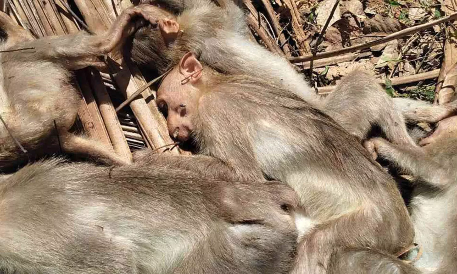 കുടുക്കത്ത് പാറയിൽ കുരങ്ങുകൾ കൂട്ടത്തോടെ ചത്ത നിലയില്‍