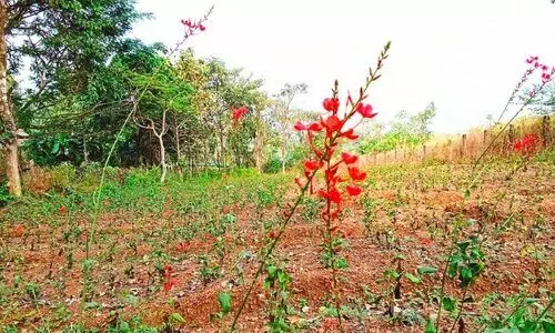 ചെത്തിക്കൊടുവേലി പൂത്തു ദൂരെ...