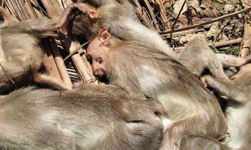 കുടുക്കത്ത് പാറയിൽ കുരങ്ങുകൾ കൂട്ടത്തോടെ ചത്ത നിലയില്‍
