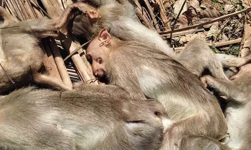 കുടുക്കത്ത് പാറയിൽ കുരങ്ങുകൾ കൂട്ടത്തോടെ ചത്ത നിലയില്‍