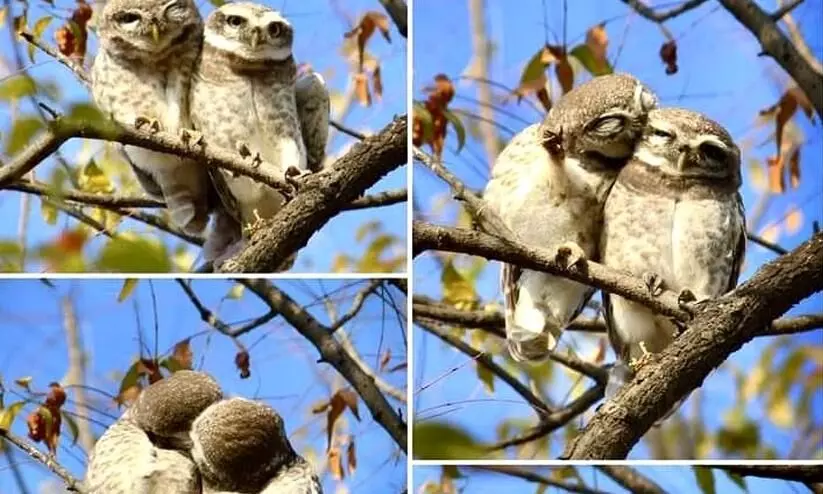 Pics of two kissing owlets