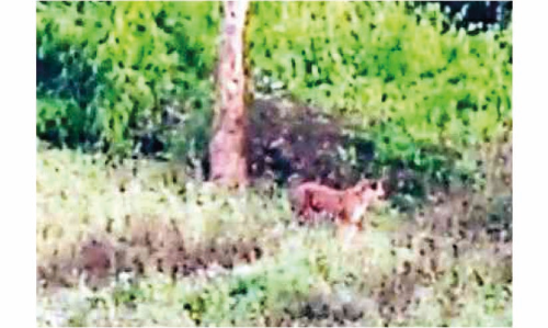 സത്രംകുന്നിൽ കടുവ എത്തി; കാട്ടിലേക്ക് തുരത്തിയതായി വനംവകുപ്പ്