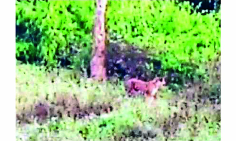 സത്രംകുന്നിൽ കടുവ എത്തി; കാട്ടിലേക്ക് തുരത്തിയതായി വനംവകുപ്പ്