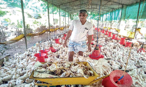 Kerala Chicken Chicken feed and medicine are not available