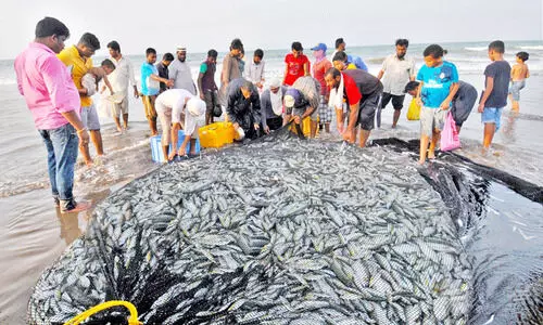 ഒമാനിൽ മത്സ്യവില വർധിക്കുന്നു