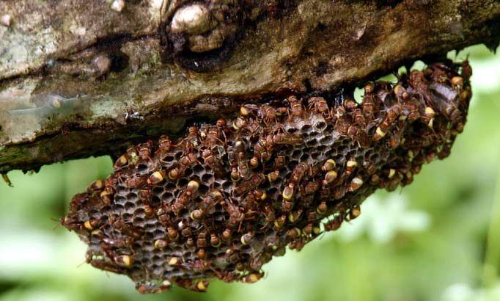 ഒരുമനയൂരിൽ കുട്ടികളുൾപ്പടെ 10 പേർക്ക് കടന്നൽ കുത്തേറ്റു