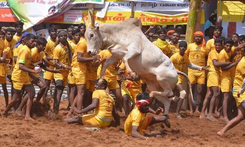 ജെല്ലിക്കെട്ടിനിടെ കാളയെ വടികൊണ്ട് ആക്രമിച്ചയാള്‍ അറസ്റ്റില്‍