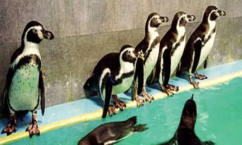 പെൻഗ്വിൻ കുഞ്ഞിന്റെ പേര് ഓസ്കർ; ശിവസേനയുടെ വ്യാജ മറാത്തി സ്നേഹം വെളിച്ചത്തായെന്ന് ബി.ജെ.പി