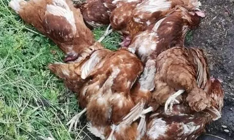 കോവിഡ് ബാധിതന്‍റെ കോഴികളെ വിഷം കൊടുത്ത് കൊന്നതായി പരാതി