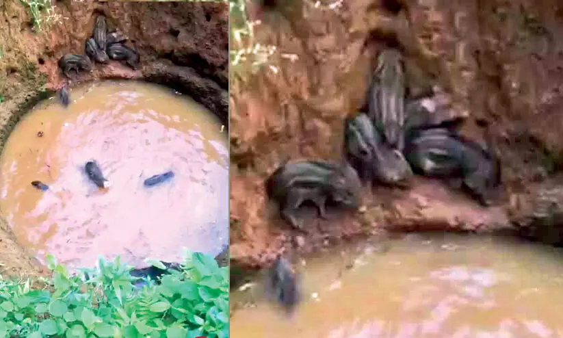 wild boar morayur pig