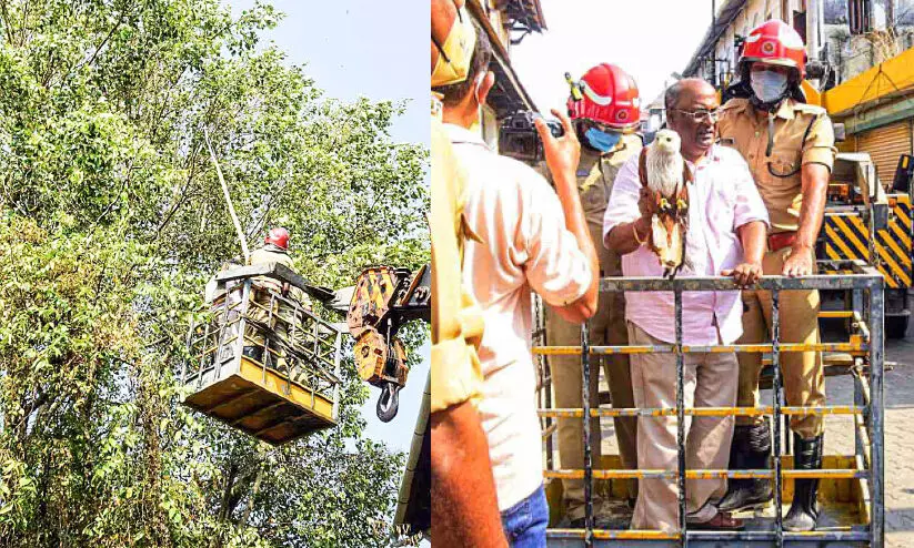 പരുന്തിനെ രക്ഷിക്കാൻ ക്രെയിൻ വാടകക്കെടുത്ത് മുകേഷ് ജെയിൻ